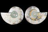 Cut & Polished Ammonite Fossil - Agatized #88434-1